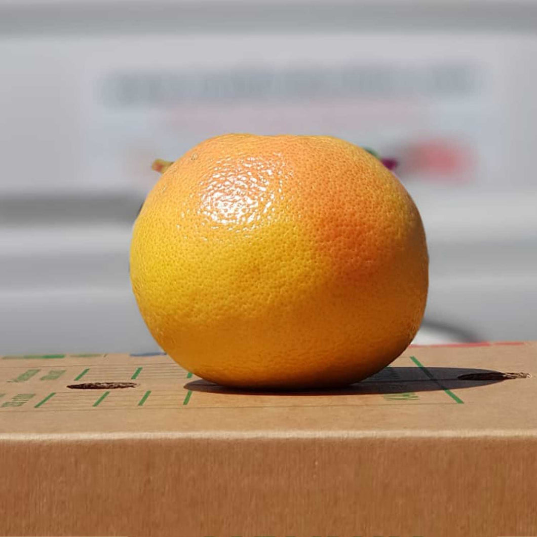 Grapefruit  (each)