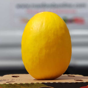 Yellow Melon